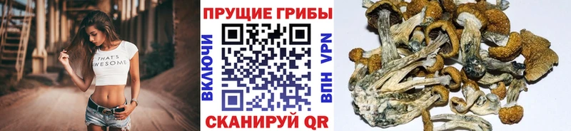 Галлюциногенные грибы Psilocybe  цена наркотик  Ульяновск 