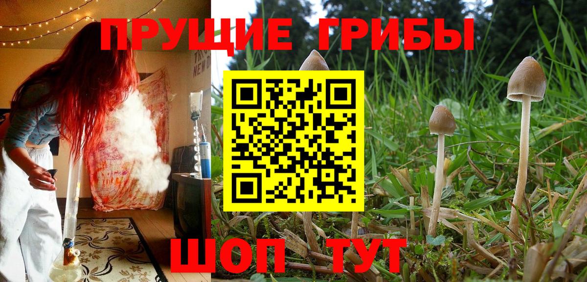 Псилоцибиновые грибы Cubensis  Ульяновск 